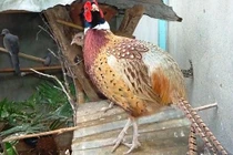 Lâm Đồng: Ngắm chim hoang dã sinh sản trong... lồng