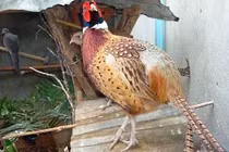 Lâm Đồng: Ngắm chim hoang dã sinh sản trong... lồng