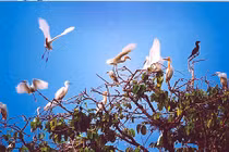 Bạc Liêu mua vườn chim tư nhân làm du lịch