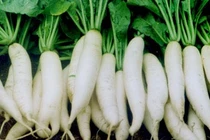 Củ cải hỗ trợ điều trị ung thư phổi, dạ dày