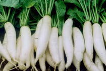 Củ cải hỗ trợ điều trị ung thư phổi, dạ dày