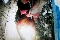 Công khai hình ảnh tiêu hủy mật “bò tót sân bay”