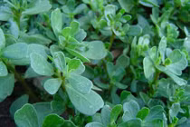 Rau sam trị kiết lỵ, mụn nhọt