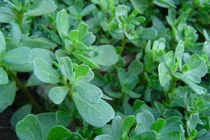 Rau sam trị kiết lỵ, mụn nhọt