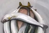 Cách chọn cá tươi ngon