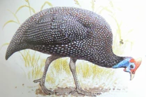 Cách phân biệt gà Sao và gà thường