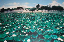 Bí ẩn đầm sen trắng ở ngôi chùa mang tên Sư Nữ