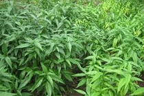 Cây hoàn ngọc chữa dạ dày, rối loạn tiêu hóa