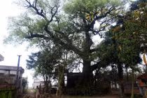 Chuyện lạ về “cụ” cây quý hiếm 600 tuổi