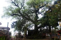 Chuyện lạ về “cụ” cây quý hiếm 600 tuổi