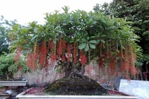 Kích thích lộc vừng ra hoa