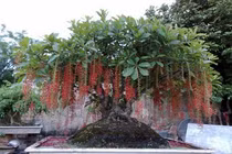 Kích thích lộc vừng ra hoa