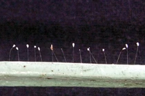 Hoa Ưu Đàm mọc trên khung cửa sắt nhà chùa