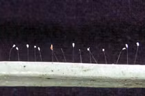 Hoa Ưu Đàm mọc trên khung cửa sắt nhà chùa