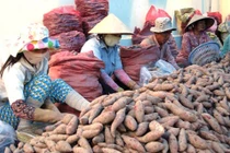 Khổ vì thương lái TQ: Nông dân đáng thương hay đáng trách?