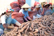 Khổ vì thương lái TQ: Nông dân đáng thương hay đáng trách?