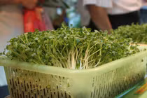 Cách nhận biết rau mầm trắng và rau mầm xanh