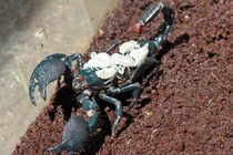 Ảnh động vật tuần qua: Bò cạp mẹ cõng 6 đứa con