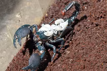 Ảnh động vật tuần qua: Bò cạp mẹ cõng 6 đứa con