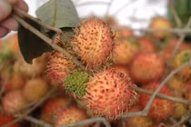 Giữ trái cây tươi không cần hóa chất