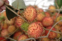 Giữ trái cây tươi không cần hóa chất