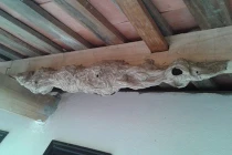 Tận mục tổ ong hình rồng kì lạ ở đình Xàm