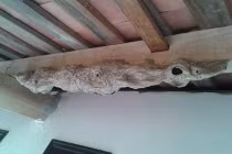 Tận mục tổ ong hình rồng kì lạ ở đình Xàm