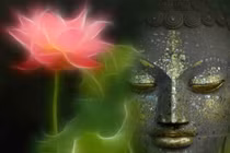 Biểu tượng hoa sen trong đạo Phật có ý nghĩa gì?