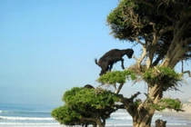 Ảnh đẹp: Xem dê leo cây ở Sahara