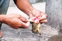 Nguy kịch do ăn cháo cóc