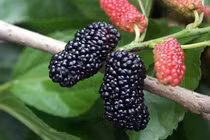 Dâu chín bồi bổ khí huyết