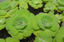 Bèo cái và ké đầu ngựa trị ngứa