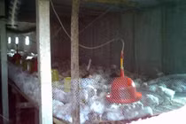 Gà nguyên liệu KFC nuôi siêu tốc, chứa độc tố?