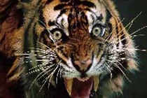 “Hổ tinh” và cái chết oan của cha danh tướng Nguyễn Xí