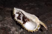 Mưu sinh bằng nghề “săn” gián đêm