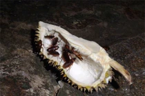 Mưu sinh bằng nghề “săn” gián đêm