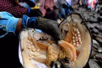 “Tận mục” các công đoạn lấy ngọc ở trai