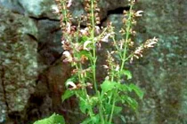 Đan sâm chữa thiếu máu