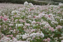 Kỳ bí loại rượu tam giác mạch vùng cao nguyên đá