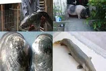 Giật mình vô số sinh động vật lạ xuất hiện ở VN