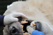 Xem nha sĩ chật vật hàn răng gấu Bắc cực