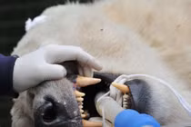 Xem nha sĩ chật vật hàn răng gấu Bắc cực