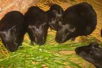 Nông dân nuôi chồn nhung đen theo mô hình... đa cấp