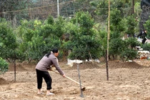 Xử lý đất cằn do thuốc trừ sâu