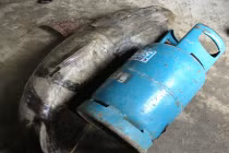 Bắt được cá hiếm nặng nửa tạ ở Cao Bằng