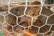 Thú rừng “chảy máu” ở Bình Định