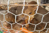 Thú rừng “chảy máu” ở Bình Định