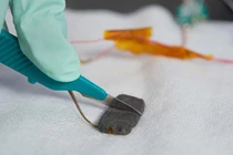 Vật liệu có khả năng tự phục hồi