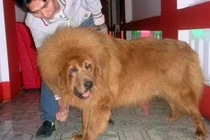 Sở thích nuôi thú dữ của đại gia Việt