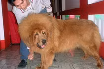 Sở thích nuôi thú dữ của đại gia Việt